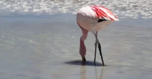 Flamingo na Laguna Blanca Deserto da Bolívia