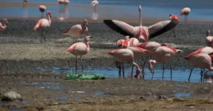 Flamingo no Deserto da Bolívia