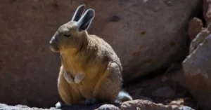 Viscacha - Deserto da Bolívia