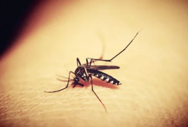 Repelente para trilhas